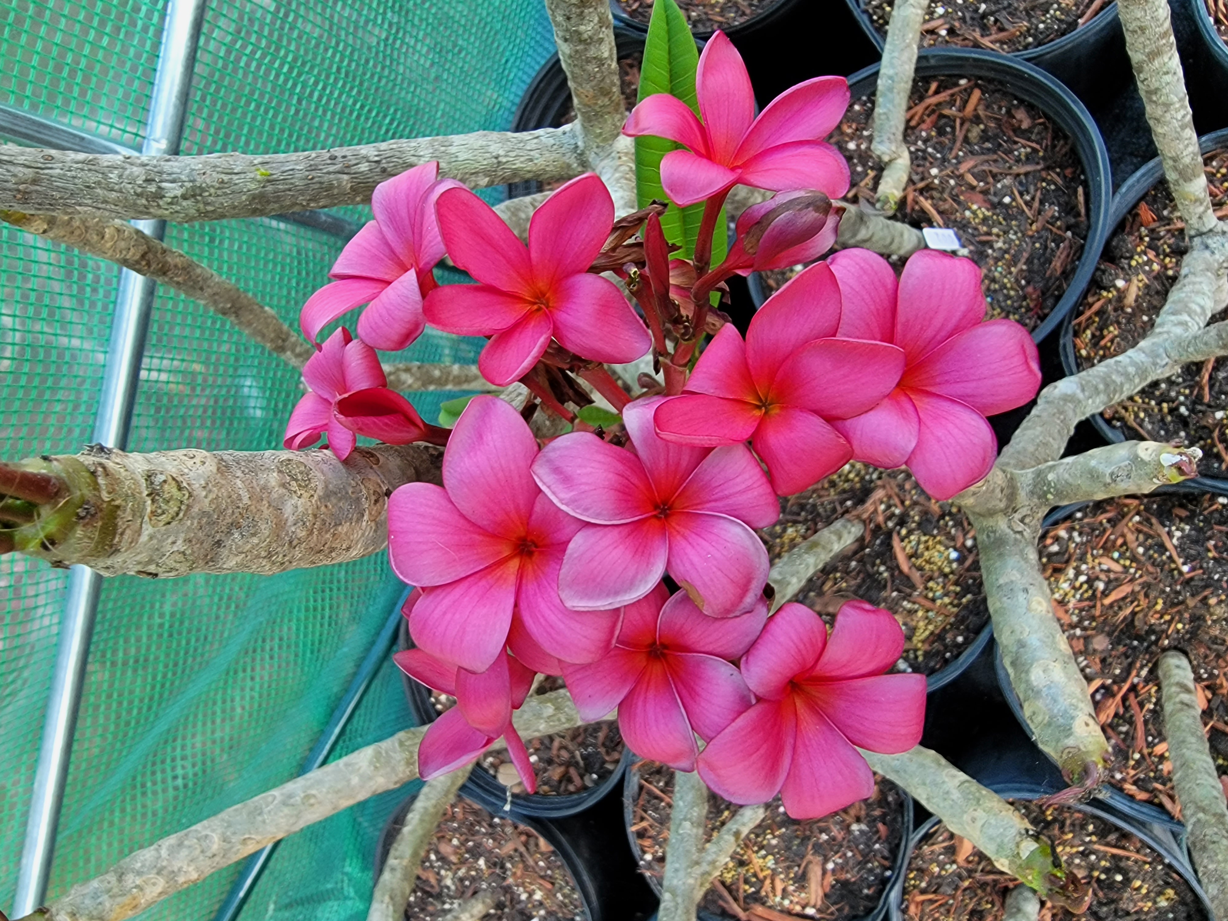 Decorative Plant Nursery