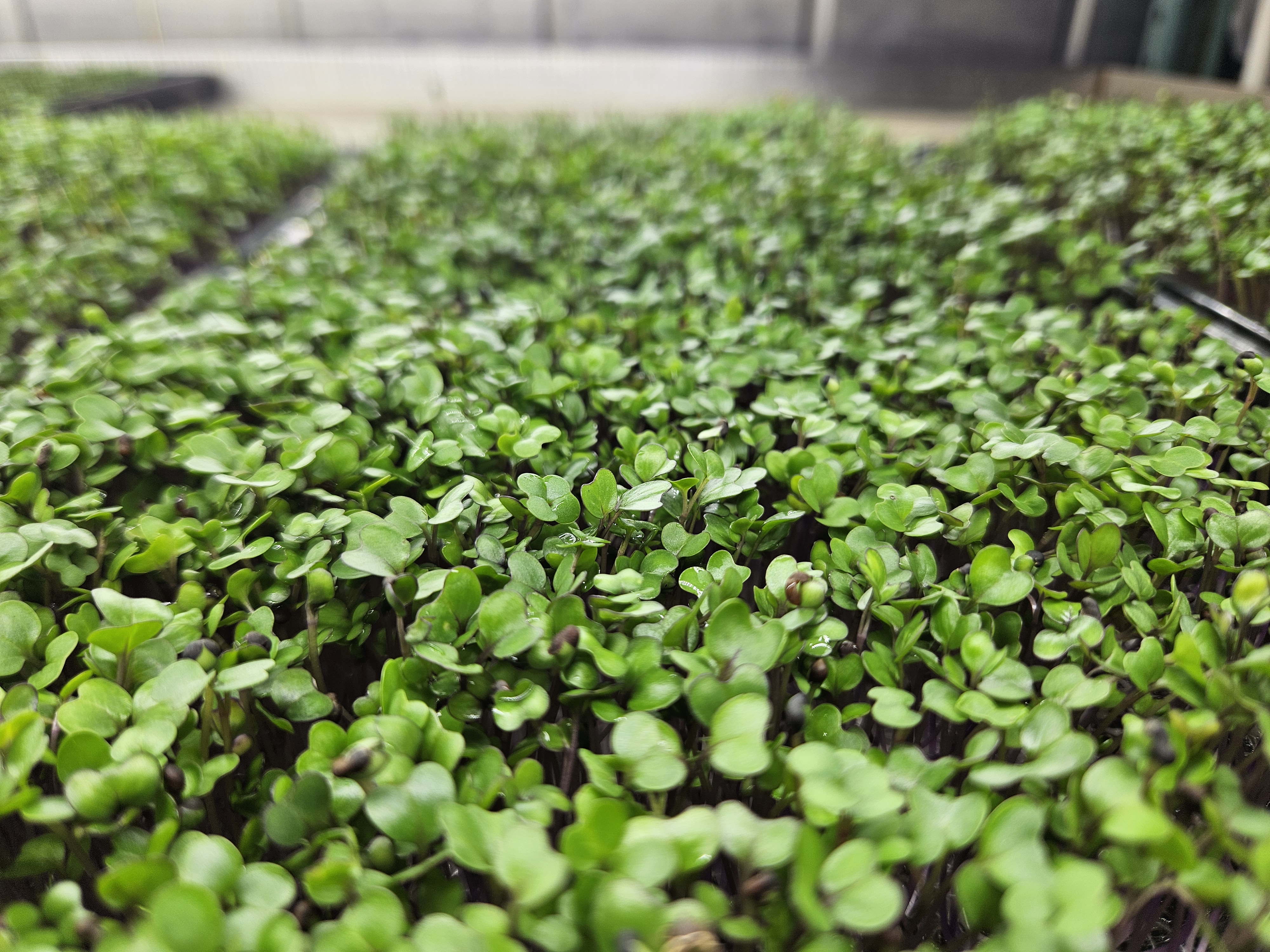 Microgreens and Produce